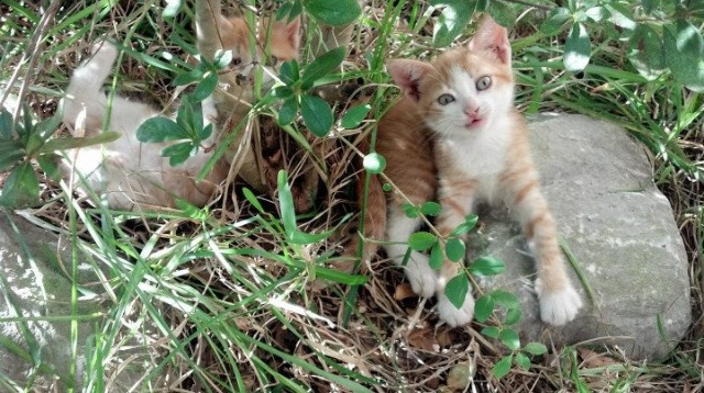 开云体育网页版-PSG球员反思表现，期望东山再起，psg esports