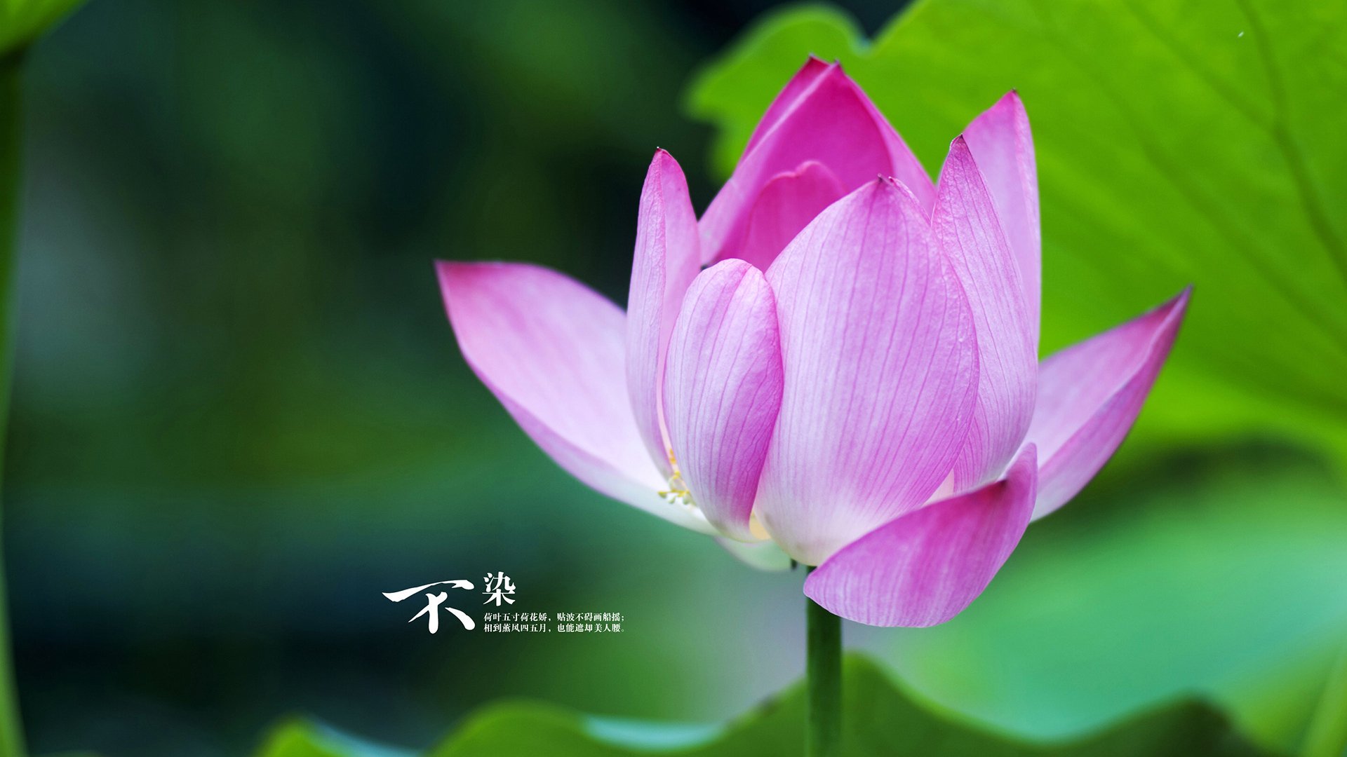 “水上救生：三叉湖游泳馆带来国际级救援技术大比拼”