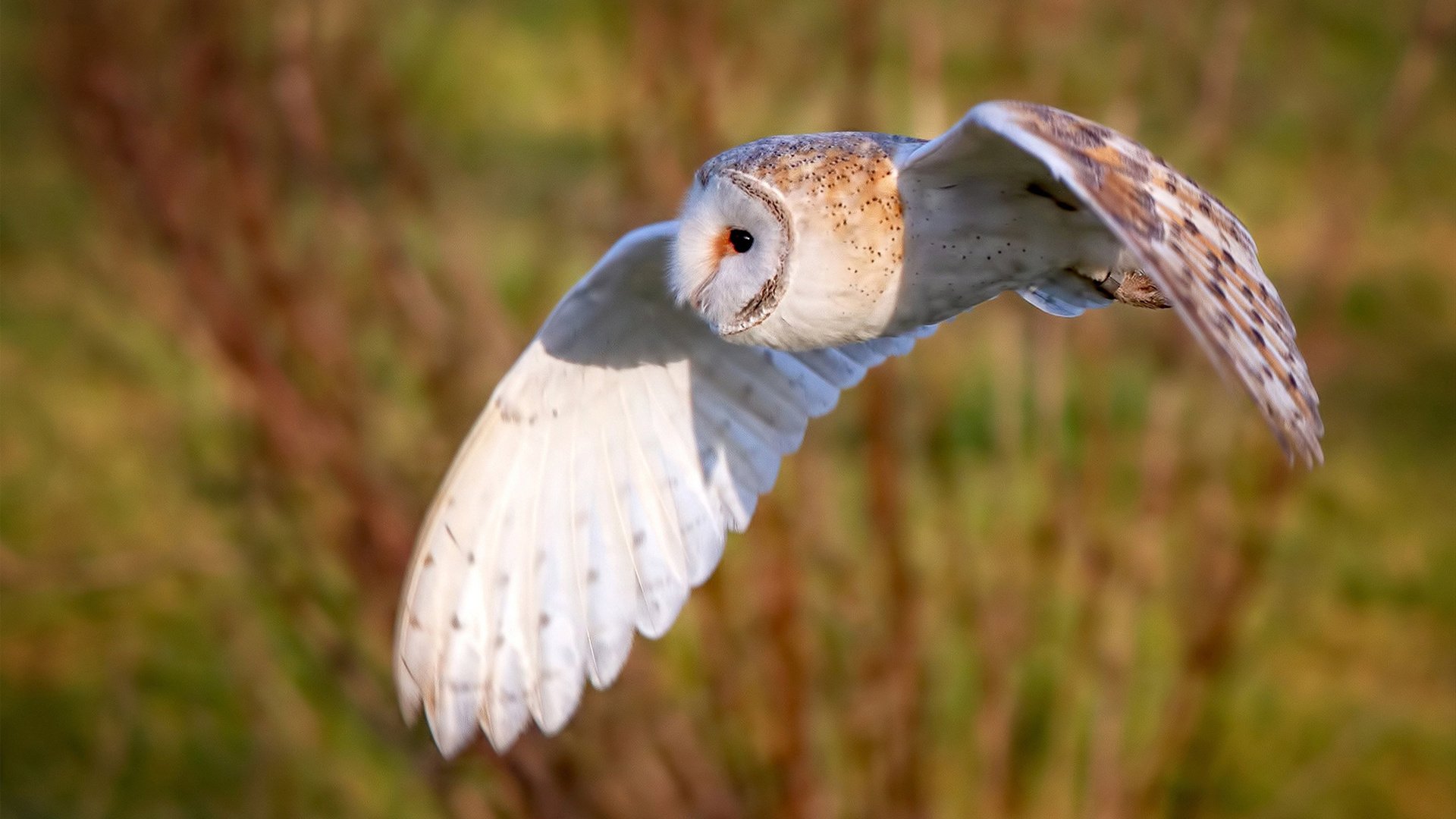 中国选手蝶泳节奏控制趋于均衡,中国蝶泳第一人