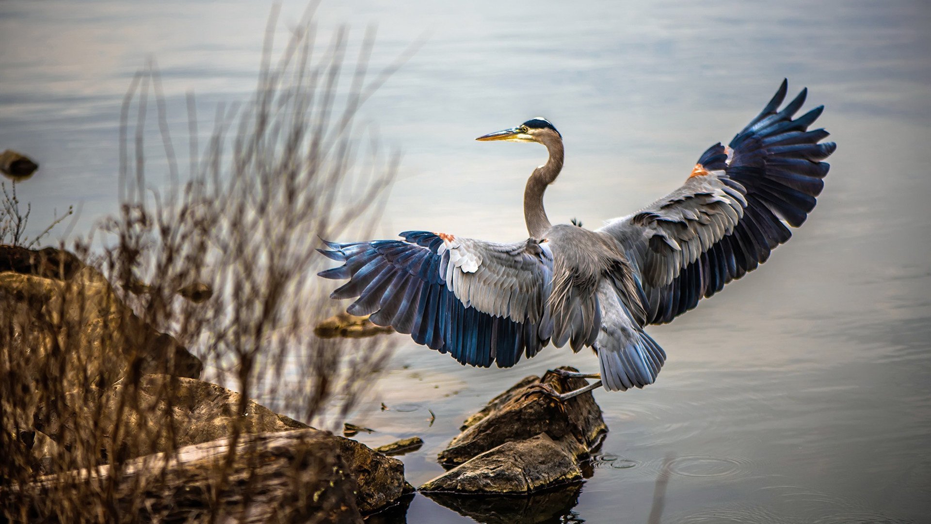 亚冠联赛中国队战平 战术调整取得初步成效，中国亚冠联赛职格