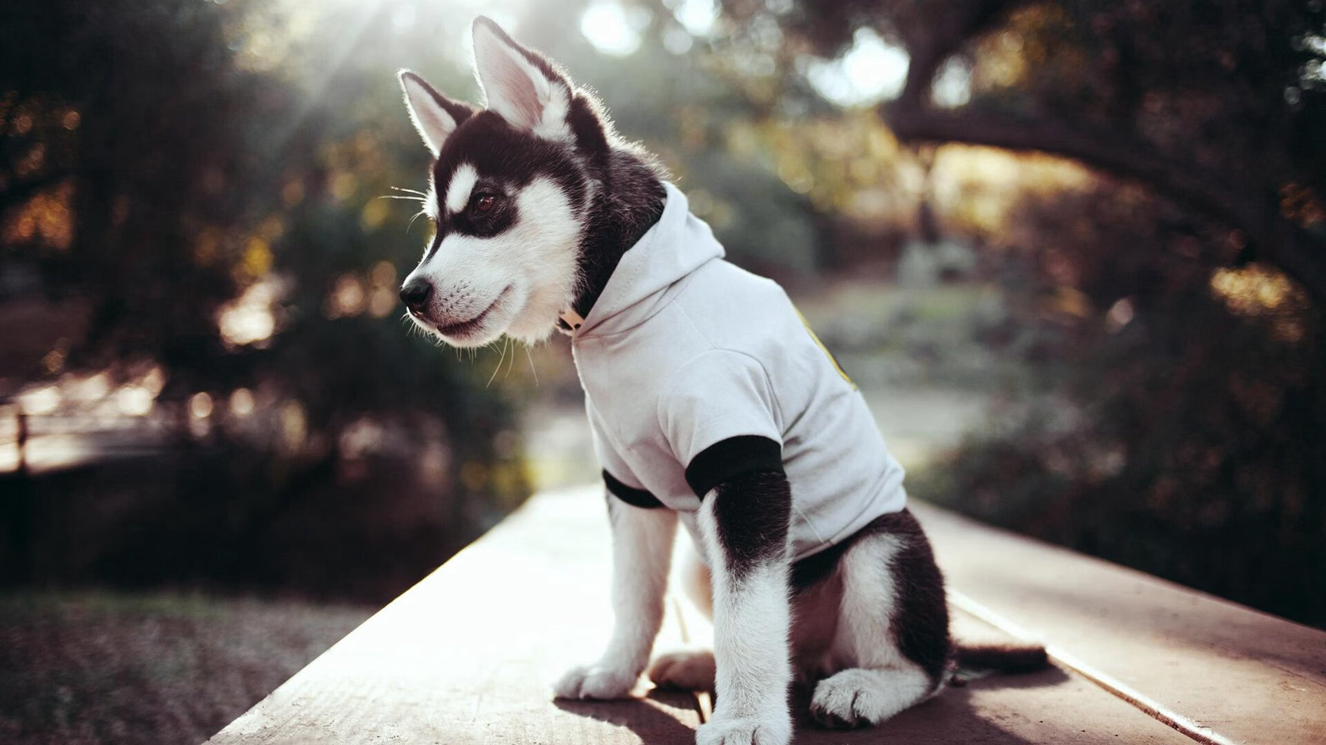 全运会赛事服务标准接轨国际,全运会赛事项目及赛点