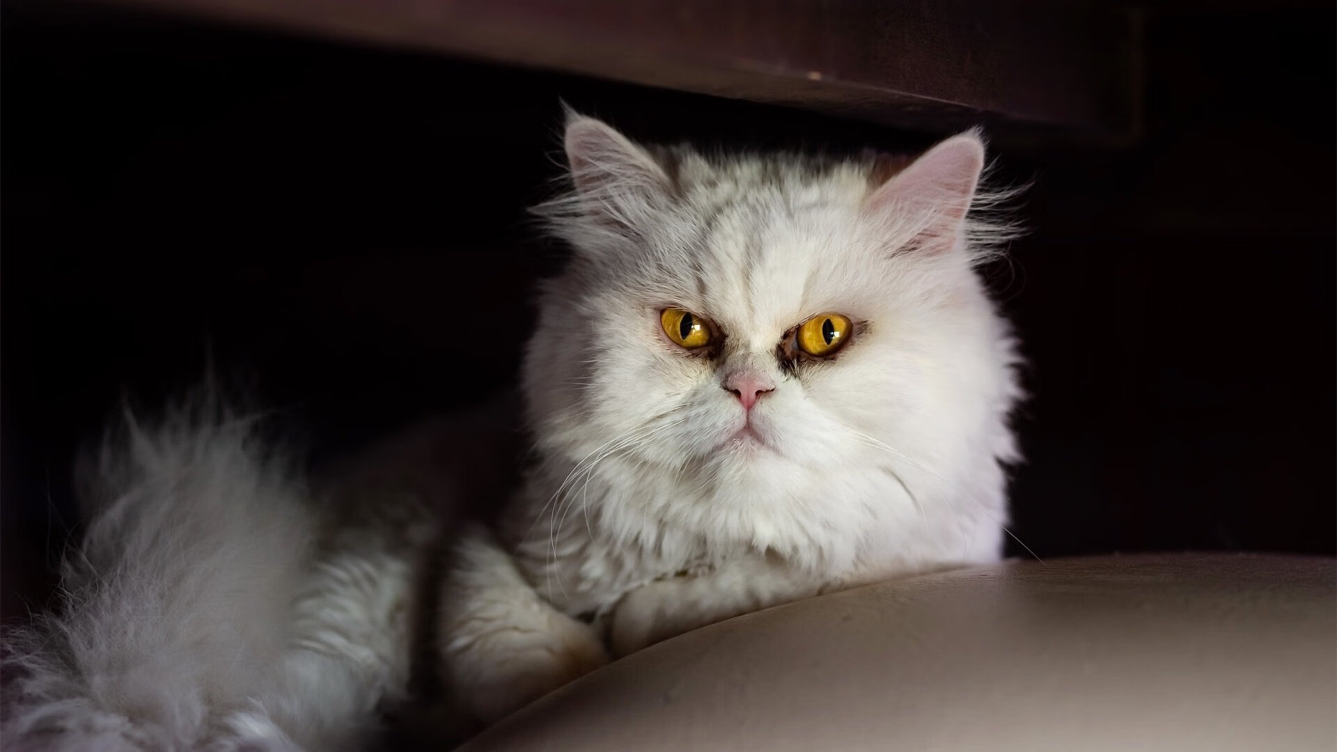 开云真人-奥运举重模拟赛展现新周期备战成果，奥运举重现场