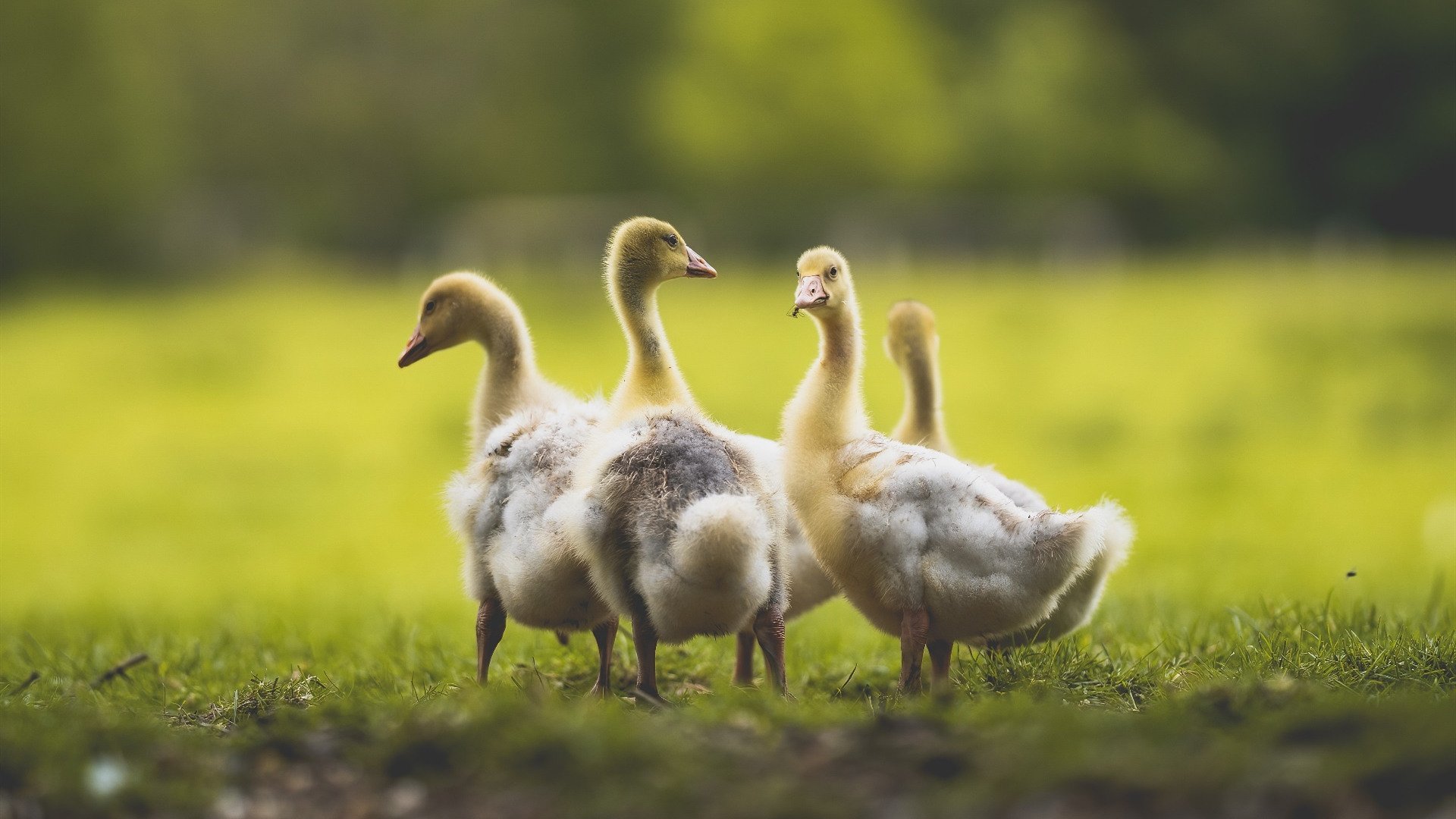 校园足球缺少技能评估等级制度,《学生足球运动技能等级评定标准》