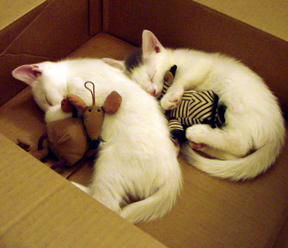 开云备用-青少年马术公开赛强调马匹人文关怀教育，青少年马术障碍赛