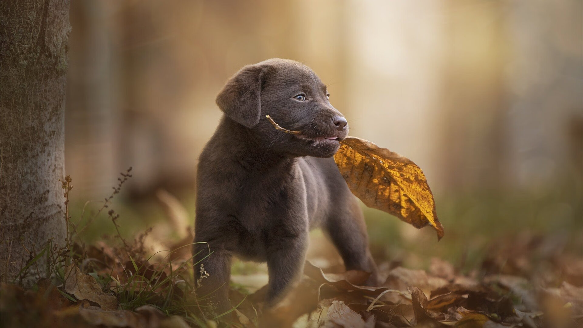 中国篮球启动比赛节奏训练课程强化临场表现力，篮球节奏型选手