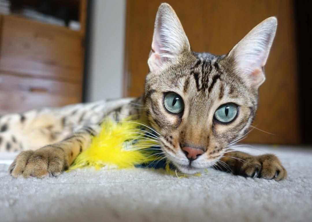 国际足球青训联盟加快推动全球青少年足球标准化体系建设，国家青少年足球训练基地