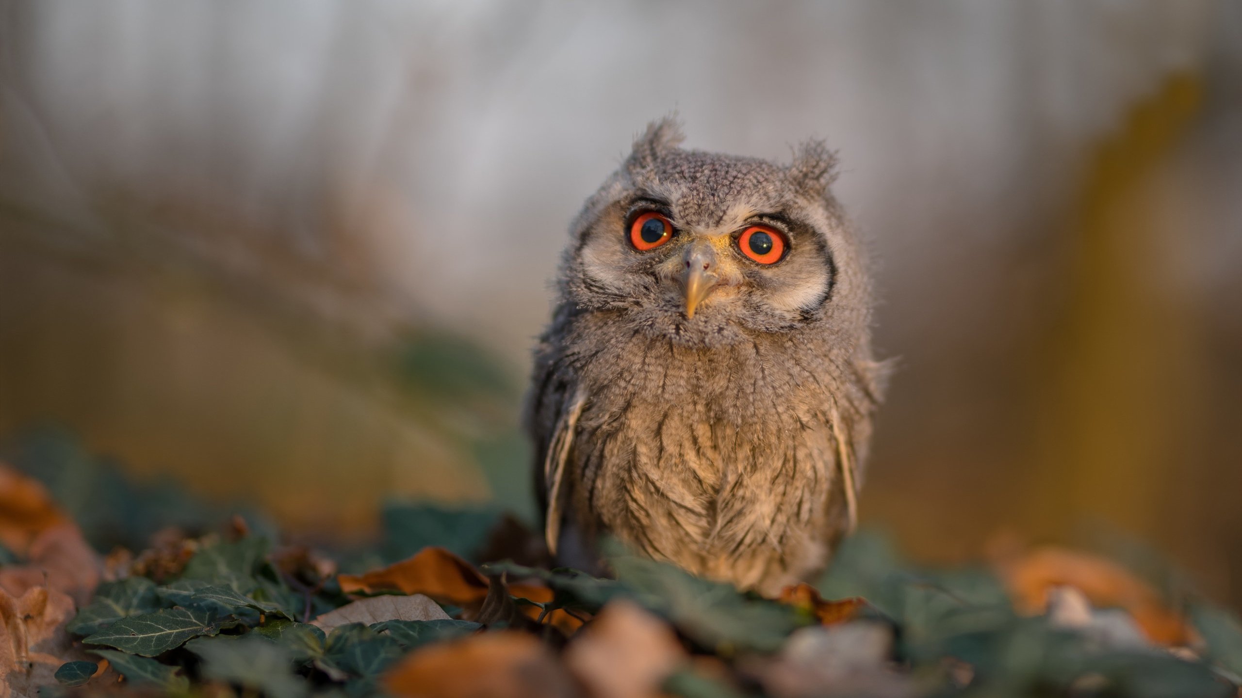 塔特的灵活突破能力，让袋鼠队的进攻更具威胁，塔特的灵活突破能力,让袋鼠队的进攻更具威胁